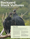 Preview of Backyard Black Vultures